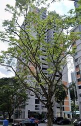 Blk 5 Delta Avenue (Bukit Merah), HDB 4 Rooms #547831571